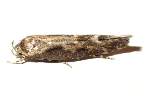 Mompha sp.